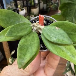 Hoya Pachyclada  ‘Snow Lotus’