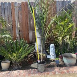 4ft Queen Palm Tree
