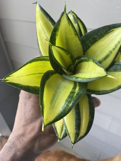 Dwarf Snake Plant | Sansevieria Hahnii 'Solid Gold' | Birds Nest Snake Plant  | Succulent | 4 Pot for Sale in Atlanta, GA - OfferUp