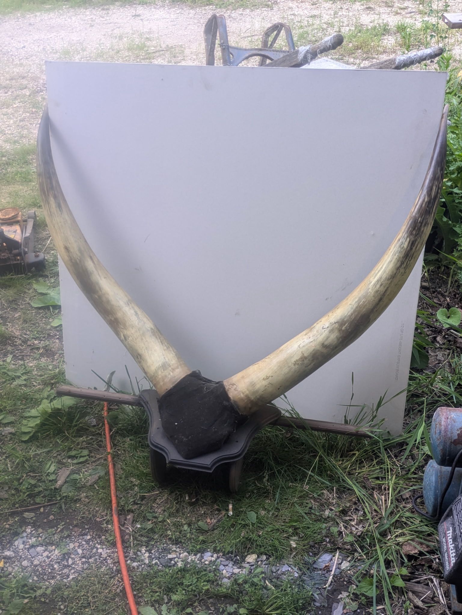 Long Horns