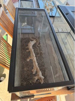 Terrarium snake dragon