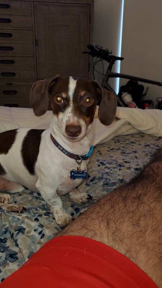 2023 Fender 65 Super Reverb Amplifer. For Sale.