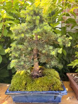 Hemlock Bonsai