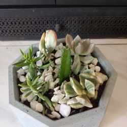 Succulent and Cactus Arrangement in Concrete Pot