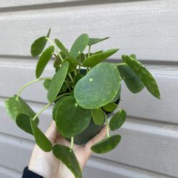 4” Pilea Money Plant