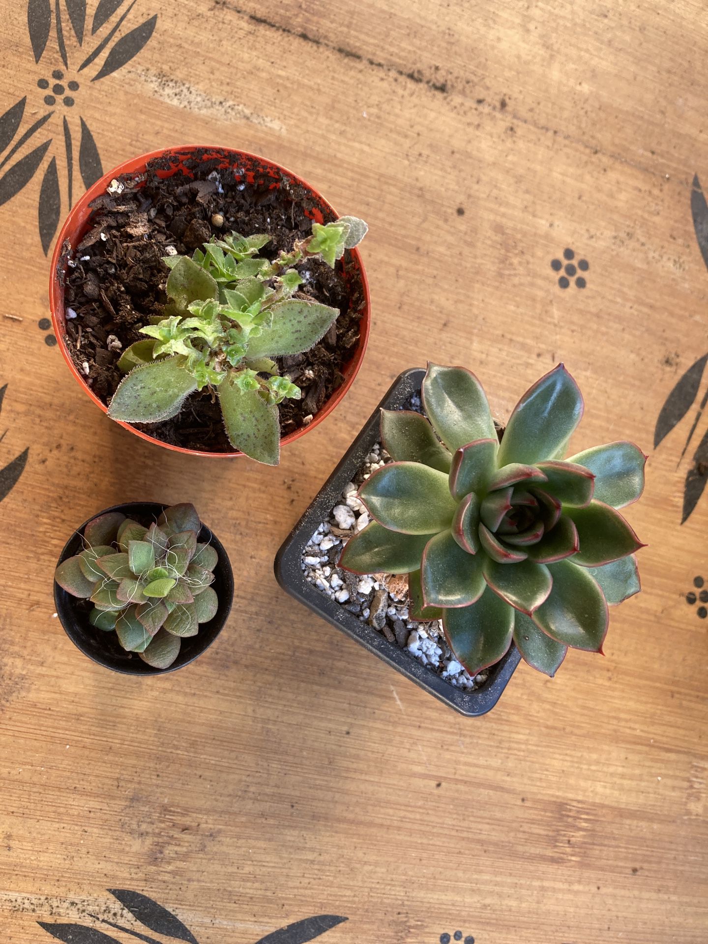 Three Small Live Succulent Plants