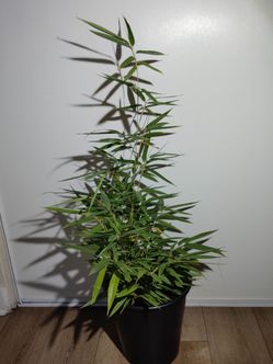 Bamboo