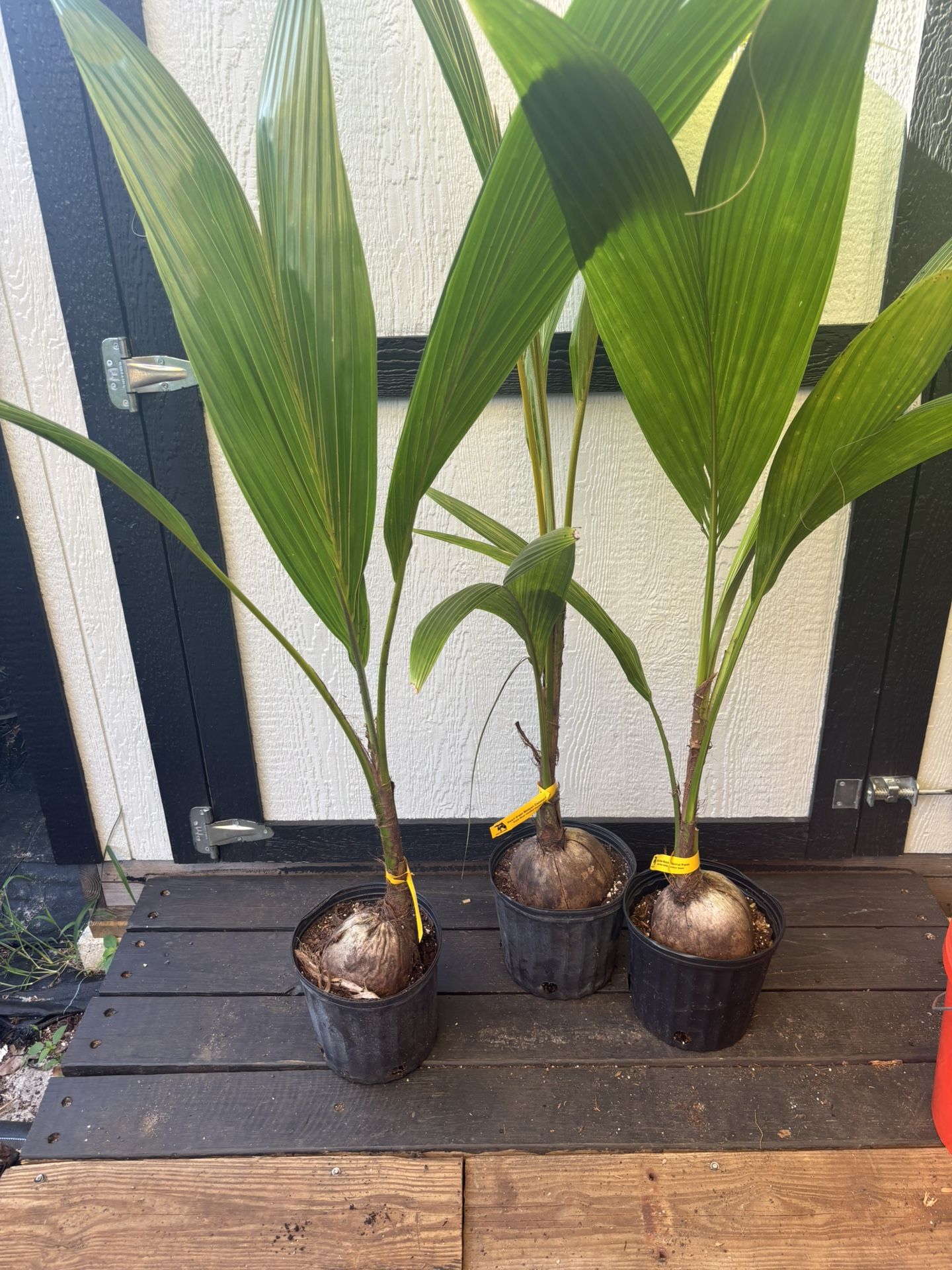 Dwarf Green Malayan Coconut Palm Trees ( Costa Rican Certified)