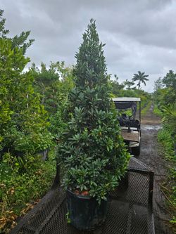 Japanese Blueberry  cones  topiary