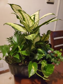 Foliage dish gardens