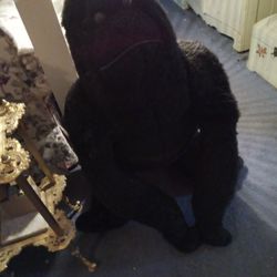 Huge Life Size Gorilla  Really Big 