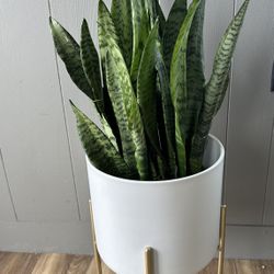 Potted Snake Plant -2ft 7 Inches 