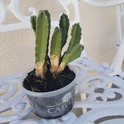 Potted Stapelia Cactus as of 10/15/26