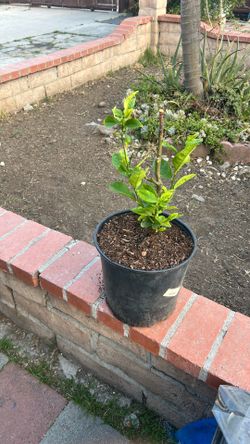 Lemon tree