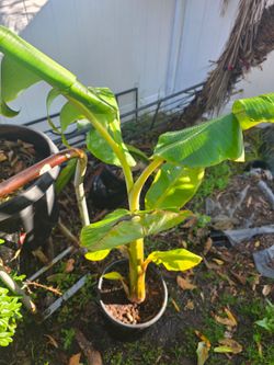 Ice cream banana plant