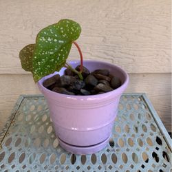 Spotted Baby Begonia Plant In Purple Ceramic Pot With Catch Tray