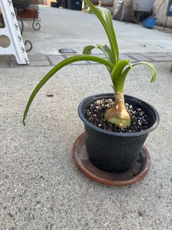 Pata de elefante planta