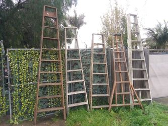 Wood Ladders Construction/Orchard