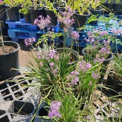 Society Garlic $12 Each