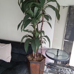 Huge  Fake  Plant 