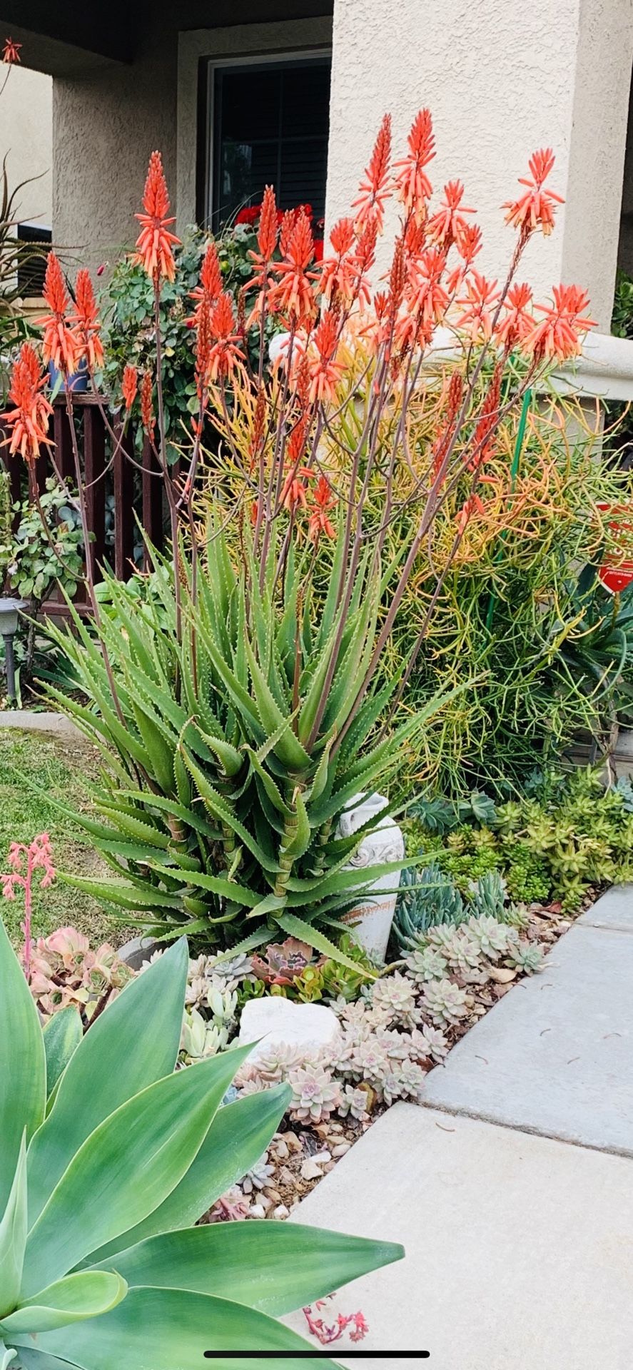 Blooming Aloe
