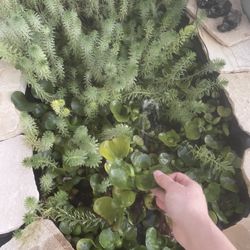 Water Pond Plants 1$-2$