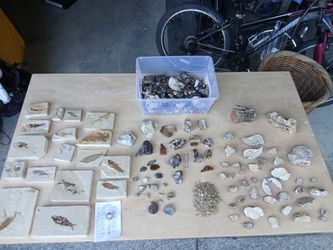 Fish fossils, sunstones, jasper thundereggs-Rock Collection