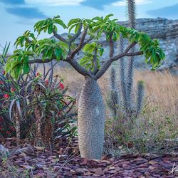 LIVE PLANT 2ft Pachypodium lamerei - Madagascar Palm Club foot Palma de Madagasc