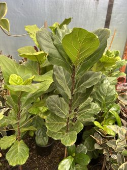 Fiddle Leaf Fig Plants 