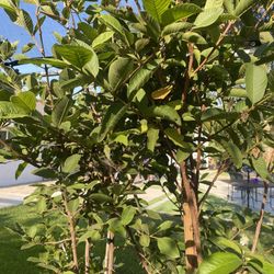 Fruit Trees