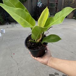 6” moonlight philodendron