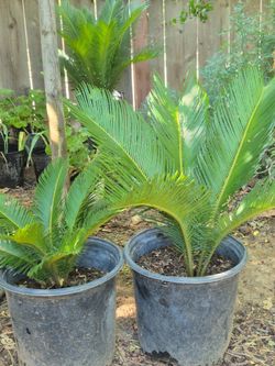 Plantas