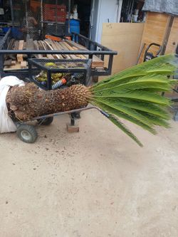 Palms segga