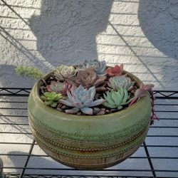 Succulent Arrangement Ceramic Pot