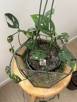 Rare Swiss Cheese Plant- 6 Inch Pot 