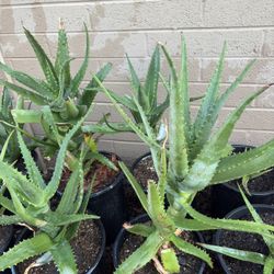 Aloe Vera