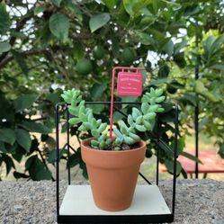 Mini Succulent