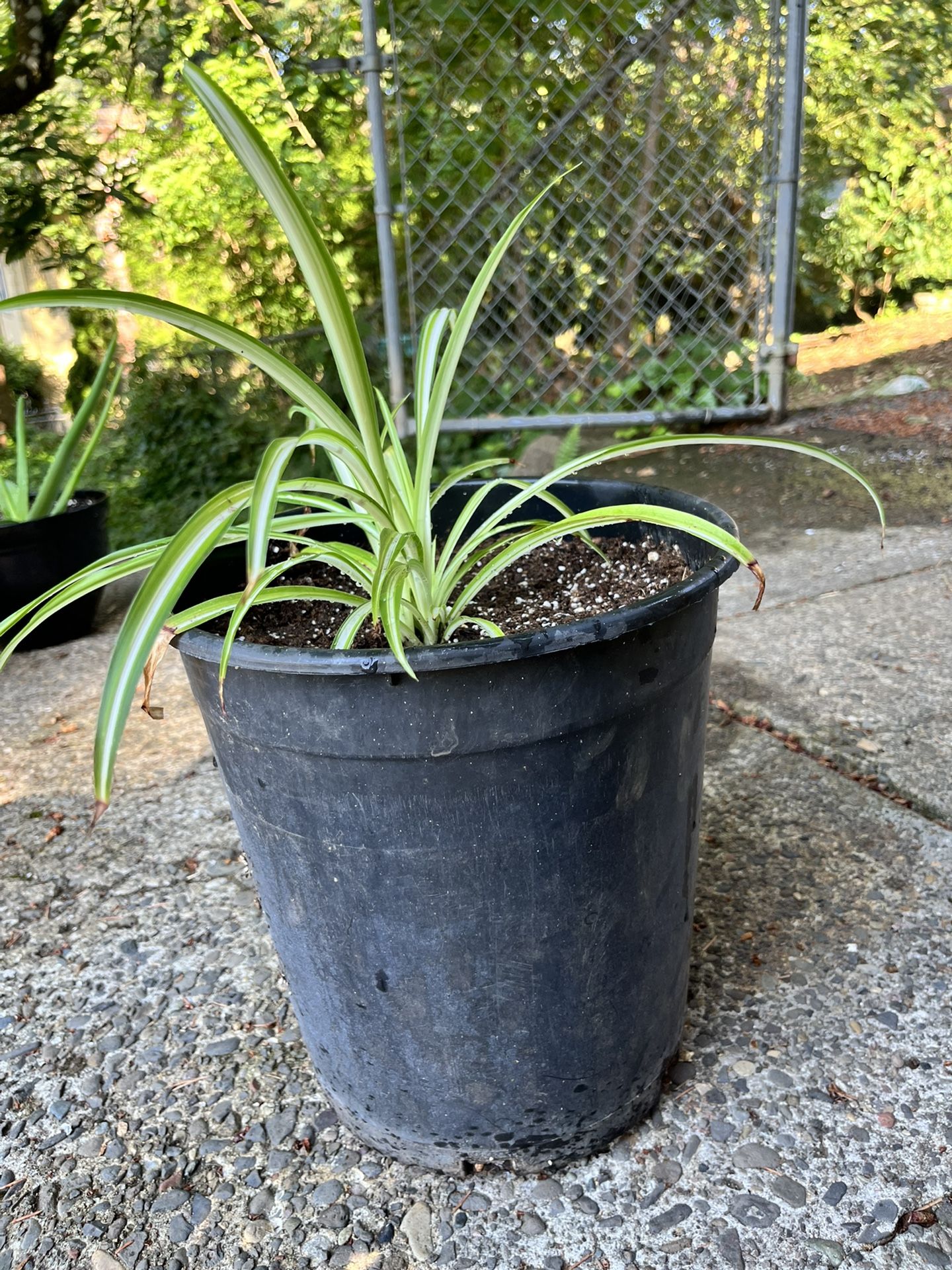 Healthy Newly Potted Spider Plant