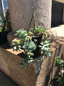 Suculentas / succulents &