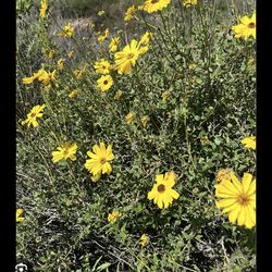 Encelia californica