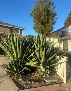 Free Agave Plants