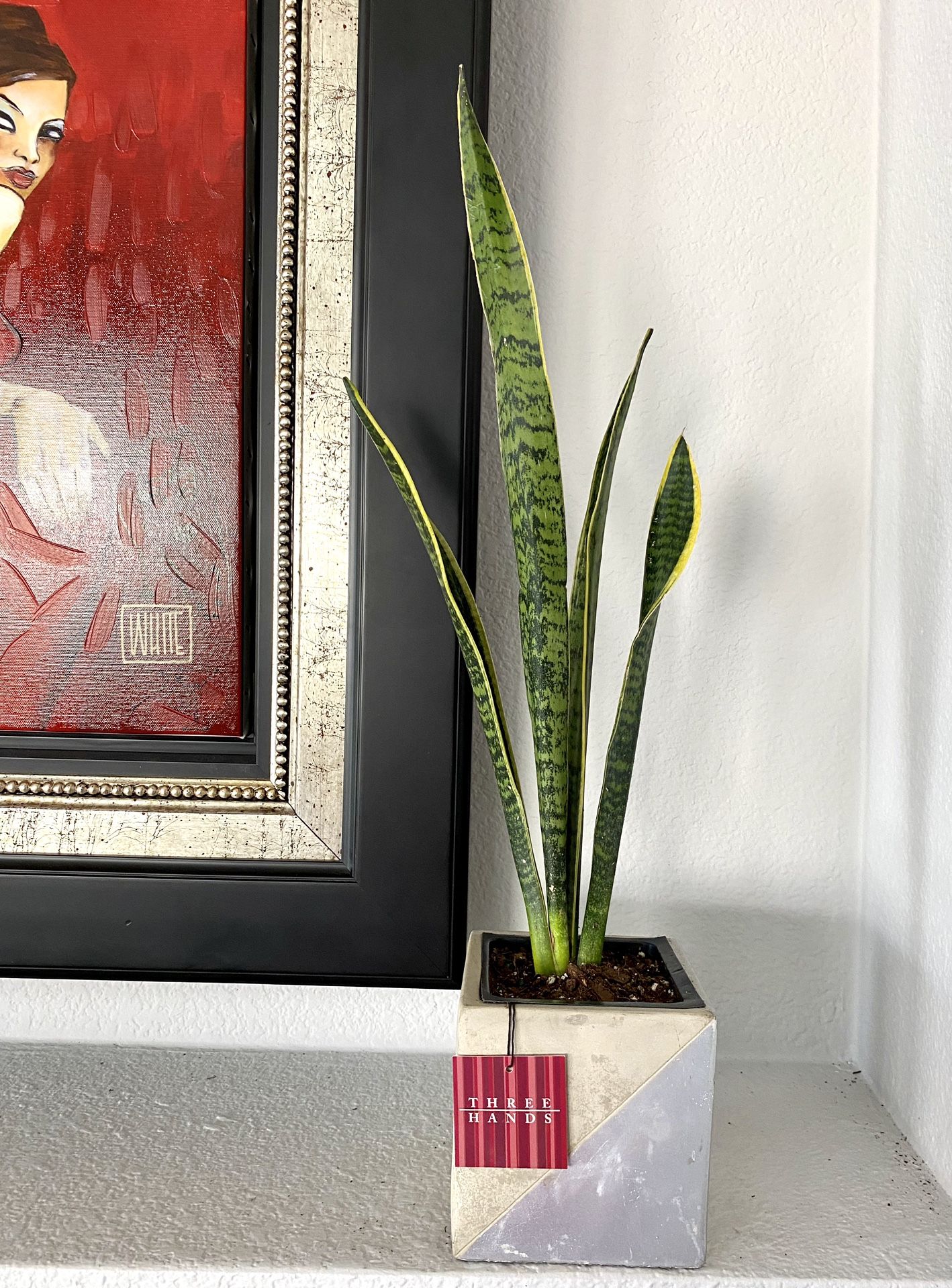 Live Snake plants in a new contemporary cement planter