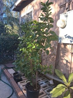 4Ft.Meyer lemon tree has lemons on tree