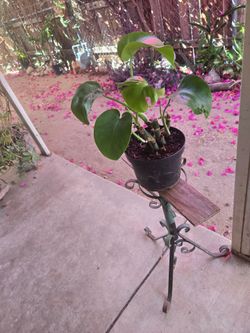 Monstera Deliciosa