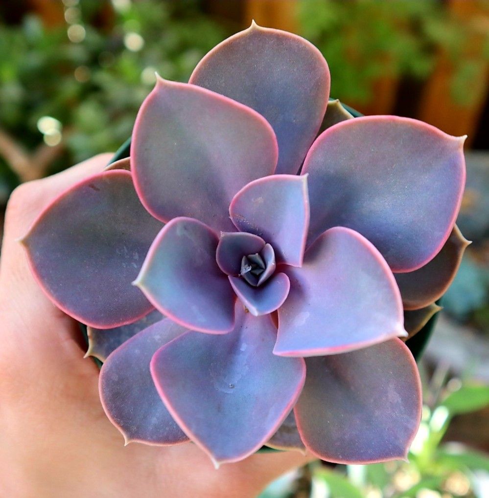 Purple Echiveria Succulent Plant