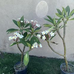 Plumeria Tree