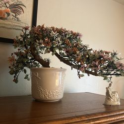 Bonzai  Tree