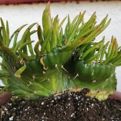 huge Eve's Needle Crest OPUNTIA SUBULATA CRISTATA Unique shape 11" only one hurry buy before gone