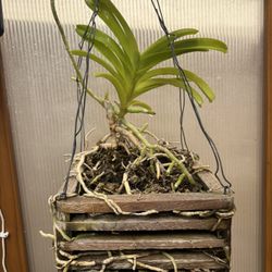 Vanda Manuvade, Vanda Sansai Blue