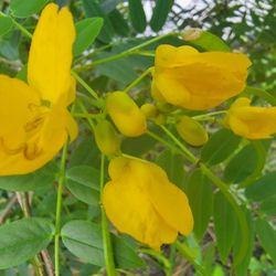 Senna Bush Plant 
